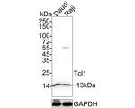 TCL1A Antibody in Western Blot (WB)