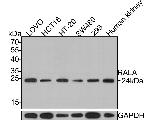 RALA Antibody in Western Blot (WB)