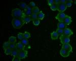 Kir2.1 (KCNJ2) Antibody in Immunocytochemistry (ICC/IF)