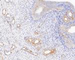 Kir2.1 (KCNJ2) Antibody in Immunohistochemistry (Paraffin) (IHC (P))