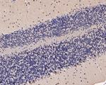 UBE1L Antibody in Immunohistochemistry (Paraffin) (IHC (P))