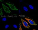 Bcl-2 Antibody in Immunocytochemistry (ICC/IF)