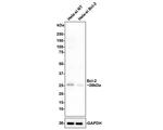 Bcl-2 Antibody in Western Blot (WB)