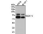 SOX10 Antibody in Western Blot (WB)