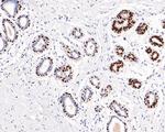 SOX10 Antibody in Immunohistochemistry (Paraffin) (IHC (P))