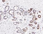 SOX10 Antibody in Immunohistochemistry (Paraffin) (IHC (P))