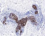 SOX10 Antibody in Immunohistochemistry (Paraffin) (IHC (P))