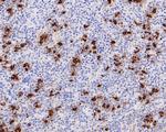 POMC Antibody in Immunohistochemistry (Paraffin) (IHC (P))