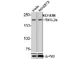 JMJD1B Antibody in Western Blot (WB)