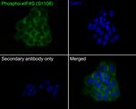 Phospho-eIF4G (Ser1108) Antibody in Immunocytochemistry (ICC/IF)