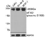 Phospho-eIF4G (Ser1108) Antibody in Western Blot (WB)