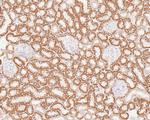 GM130 Antibody in Immunohistochemistry (Paraffin) (IHC (P))