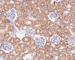 GM130 Antibody in Immunohistochemistry (Paraffin) (IHC (P))