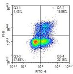 BrdU Antibody in Flow Cytometry (Flow)