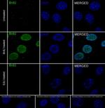 BrdU Antibody in Immunocytochemistry (ICC/IF)