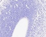 BrdU Antibody in Immunohistochemistry (Paraffin) (IHC (P))