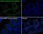 BrdU Antibody in Immunohistochemistry (Paraffin) (IHC (P))