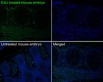 BrdU Antibody in Immunohistochemistry (Paraffin) (IHC (P))