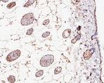 H2AK9ac Antibody in Immunohistochemistry (Paraffin) (IHC (P))