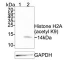 H2AK9ac Antibody in Western Blot (WB)