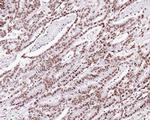 TRF2 Antibody in Immunohistochemistry (Paraffin) (IHC (P))