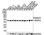 PSMC5 Antibody in Western Blot (WB)