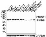 YTHDF1 Antibody in Western Blot (WB)