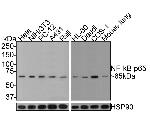 NFkB p65 Antibody in Immunohistochemistry (Paraffin) (IHC (P))