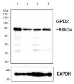 GPD2 Antibody in Western Blot (WB)