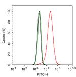 G3BP1 Antibody in Flow Cytometry (Flow)