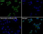 G3BP1 Antibody in Immunocytochemistry (ICC/IF)