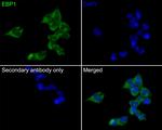 EBP1 Antibody in Immunocytochemistry (ICC/IF)