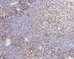 SIRP alpha Antibody in Immunohistochemistry (Paraffin) (IHC (P))