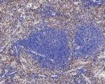 SIRP alpha Antibody in Immunohistochemistry (Paraffin) (IHC (P))