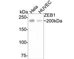 ZEB1 Antibody in Western Blot (WB)