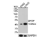 SPOP Antibody in Western Blot (WB)