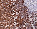 FDX1 Antibody in Immunohistochemistry (Paraffin) (IHC (P))