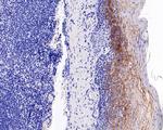 LYPD3 Antibody in Immunohistochemistry (Paraffin) (IHC (P))