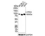 LYPD3 Antibody in Western Blot (WB)