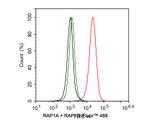 RAP1A/RAP1B Antibody in Flow Cytometry (Flow)