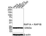 RAP1A/RAP1B Antibody in Western Blot (WB)