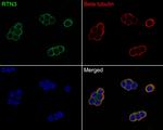 RTN3 Antibody in Immunocytochemistry (ICC/IF)