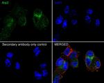 Arp2 Antibody in Immunocytochemistry (ICC/IF)