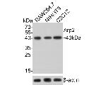 Arp2 Antibody in Western Blot (WB)