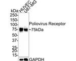 CD155 Antibody in Western Blot (WB)