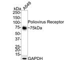 CD155 Antibody in Western Blot (WB)