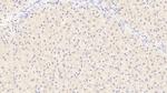 Albumin Antibody in Immunohistochemistry (Paraffin) (IHC (P))