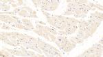 Albumin Antibody in Immunohistochemistry (Paraffin) (IHC (P))