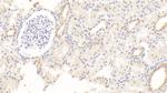 Albumin Antibody in Immunohistochemistry (Paraffin) (IHC (P))