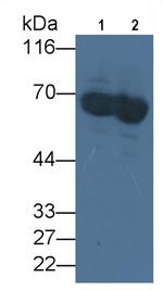 Albumin Antibody in Western Blot (WB)